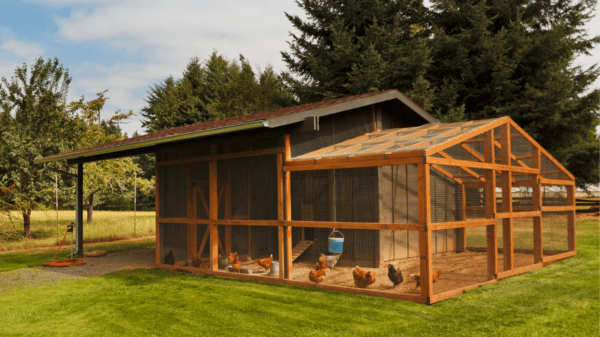 Chicken coop