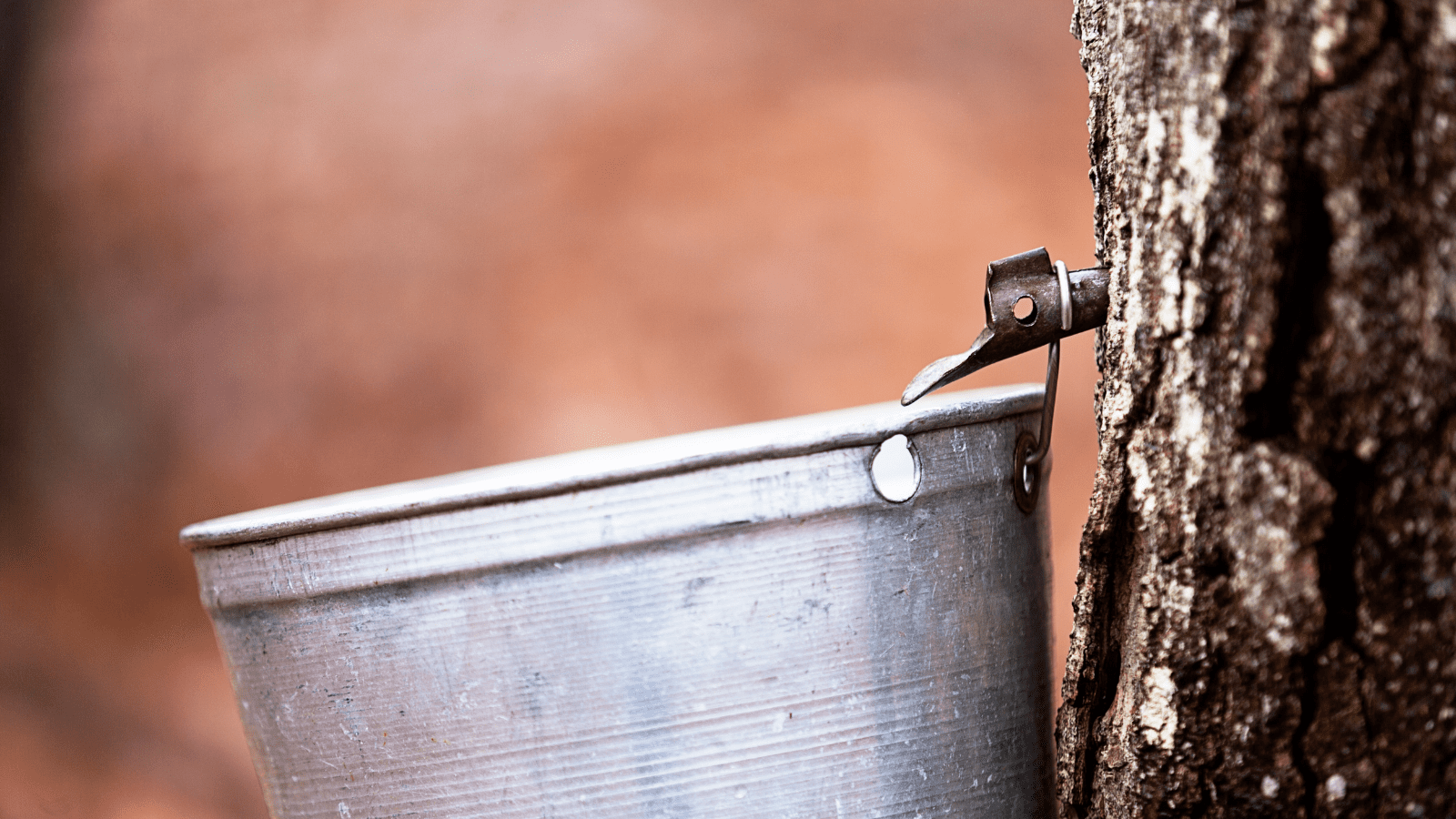 Maple syrup collection with a bucket hung on a tree tap