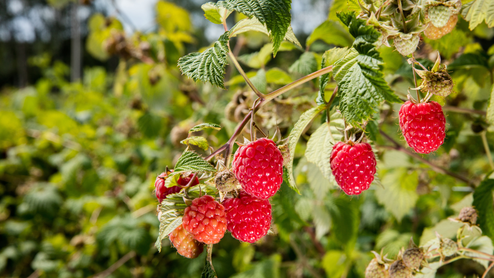 Rasberry patch with red rasberries