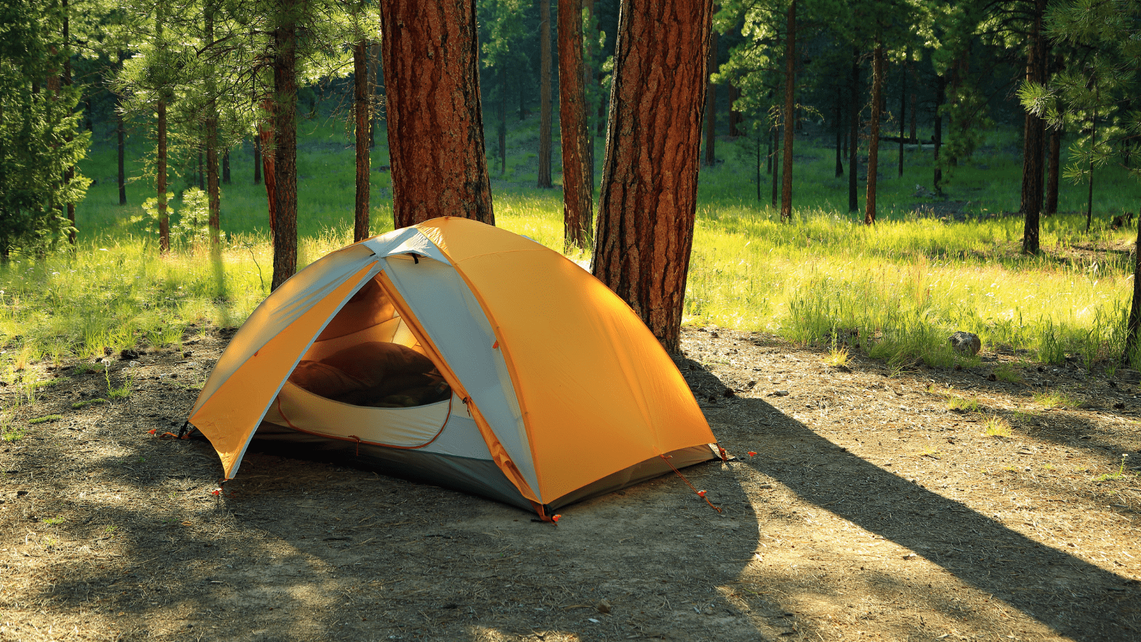 A tent surrounded by trees in spring